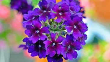 verbena origem