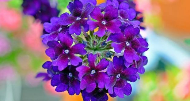 verbena origem