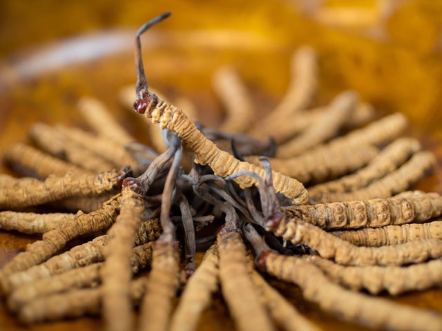 Cordyceps: 10 benefícios, informação nutricional e malefícios